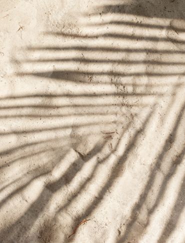 Palm Shadow